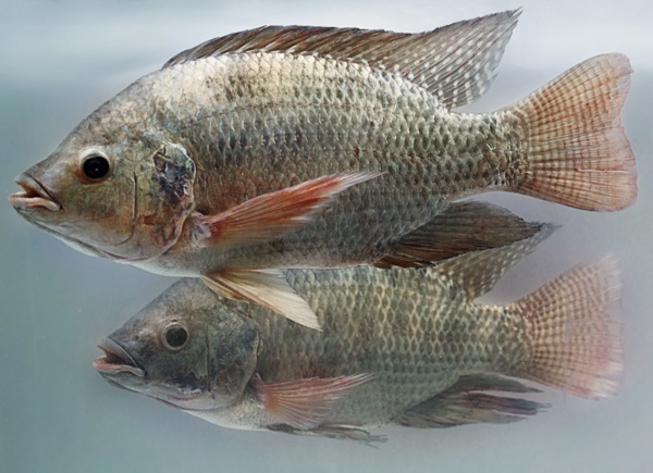 Tilapia