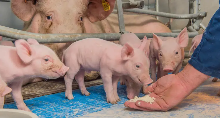 Better piglets with a lower intake before weaning?